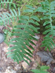 Polypodium appalachianum
