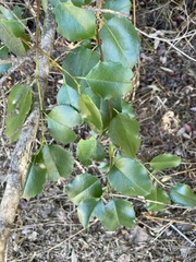 Prunus ilicifolia