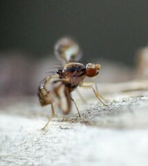 Toxonevra muliebris
