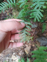 Polypodium appalachianum