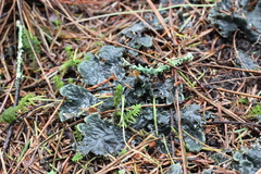 Peltigera polydactylon