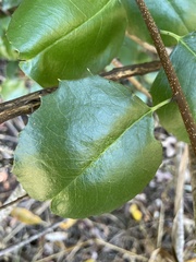 Prunus ilicifolia