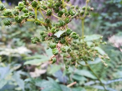 Palomena