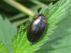 Hydaticus seminiger