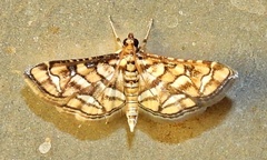 Hileithia magualis