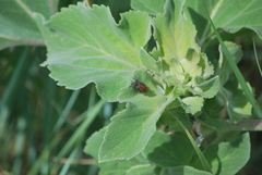Rhodobaenus tredecimpunctatus