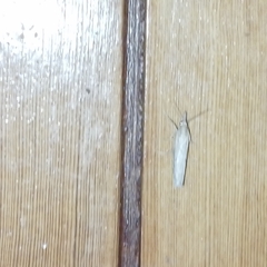 Crambus perlella