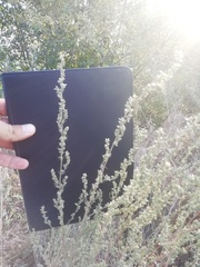 Artemisia absinthium