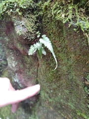 Asplenium pinnatifidum