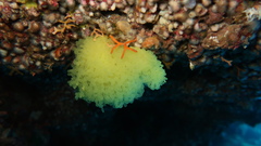 Clathrina