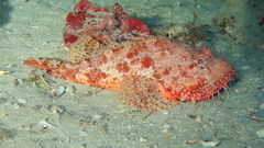 Scorpaena scrofa