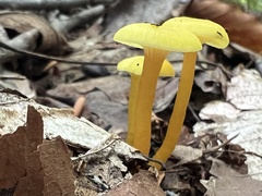 Gloioxanthomyces nitidus