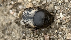 Onthophagus nuchicornis