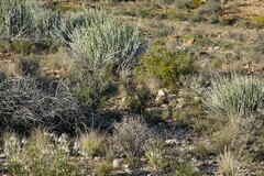 Euphorbia gregaria