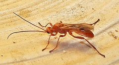 Aleiodes politiceps