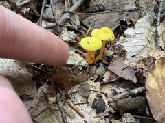 Gloioxanthomyces nitidus