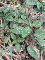 Hypoestes