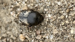 Onthophagus nuchicornis