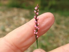 Persicaria posumbu