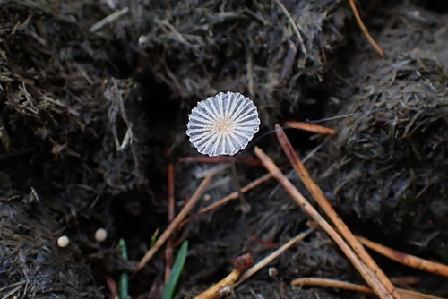 Narcissea ephemeroides — no rights reserved