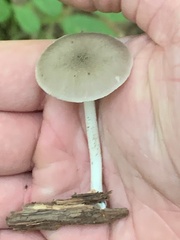 Pluteus americanus