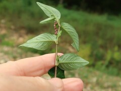 Persicaria posumbu