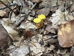 Gloioxanthomyces nitidus