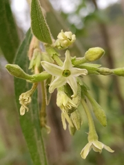 Cestrum strigilatum