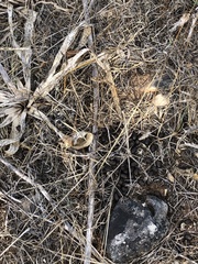 Cervus elaphus corsicanus