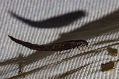 Lymexylidae