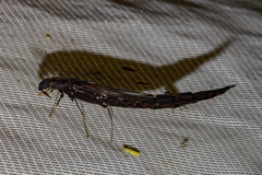 Lymexylidae