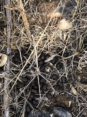 Cervus elaphus corsicanus