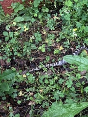 Pantherophis alleghaniensis
