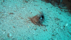 Pachycerianthus solitarius
