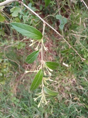 Cestrum strigilatum