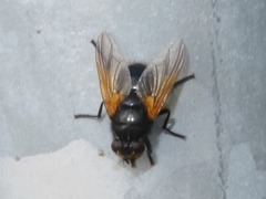 Mesembrina meridiana