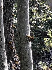 Charaxes jasius