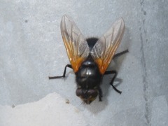 Mesembrina meridiana