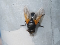 Mesembrina meridiana