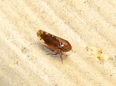 Xestocephalus