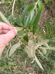 Cestrum strigilatum