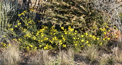 Osteospermum microcarpum