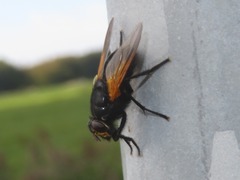 Mesembrina meridiana