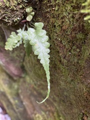 Asplenium pinnatifidum