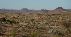 Euphorbia gregaria