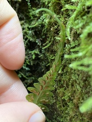 Asplenium pinnatifidum