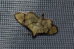 Spilomelinae