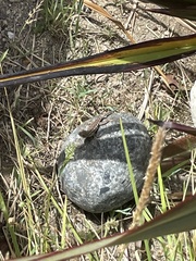 Sceloporus occidentalis bocourtii