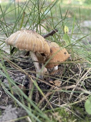 Marasmius oreades