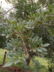 Schinus terebinthifolia